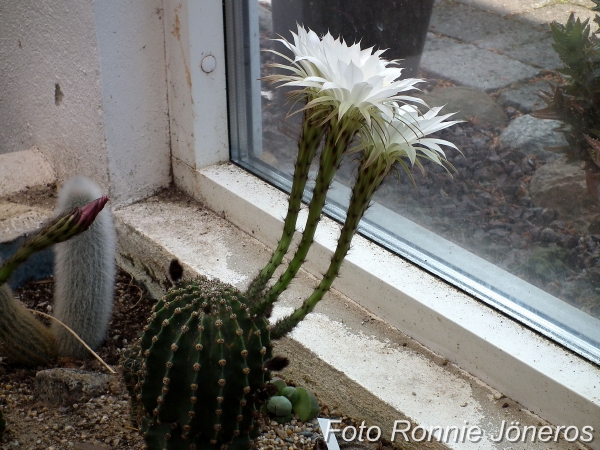 Echinopsis sjöborrekaktus